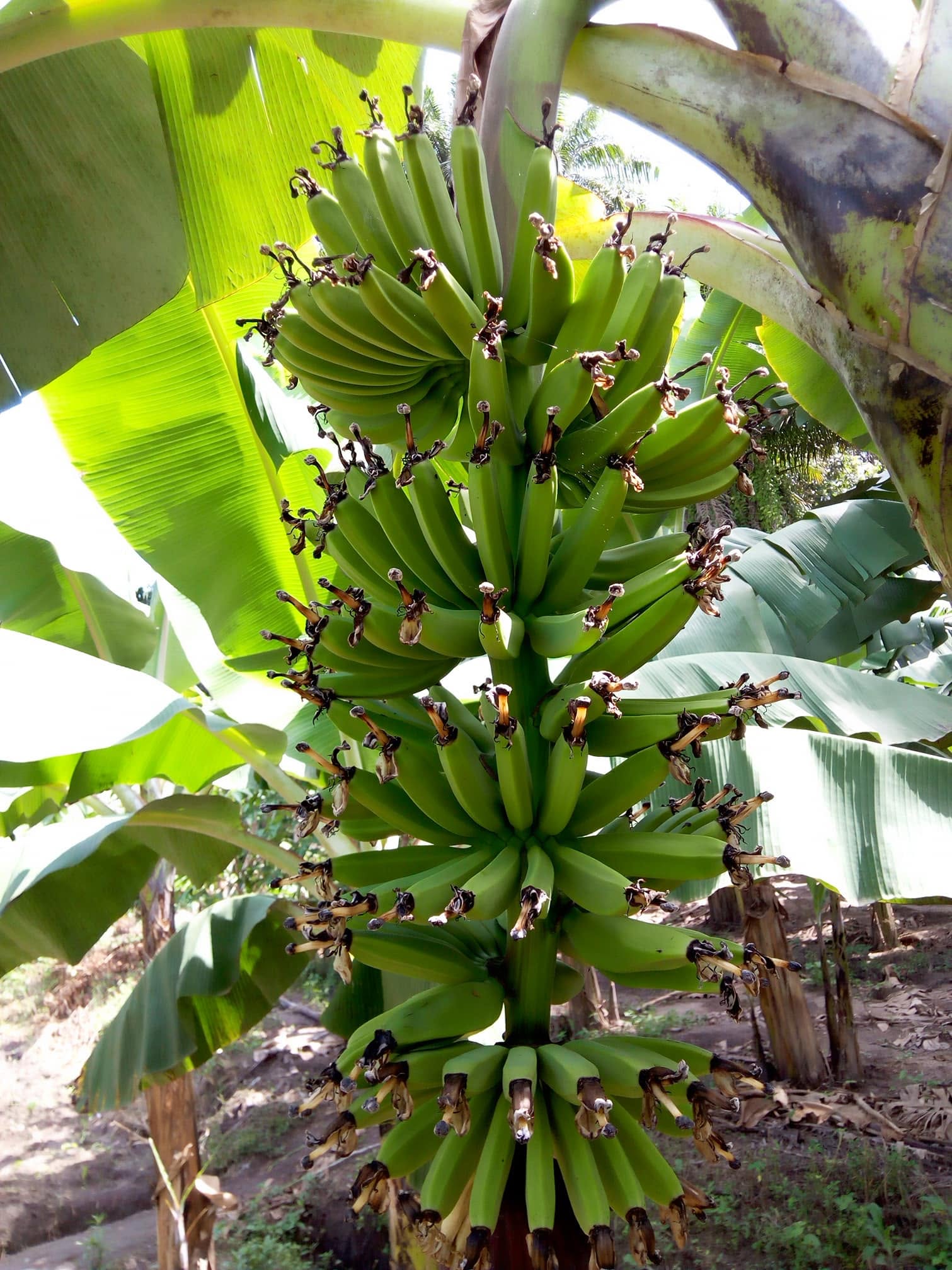 Régime de Banane dans notre Plantation à Kindia