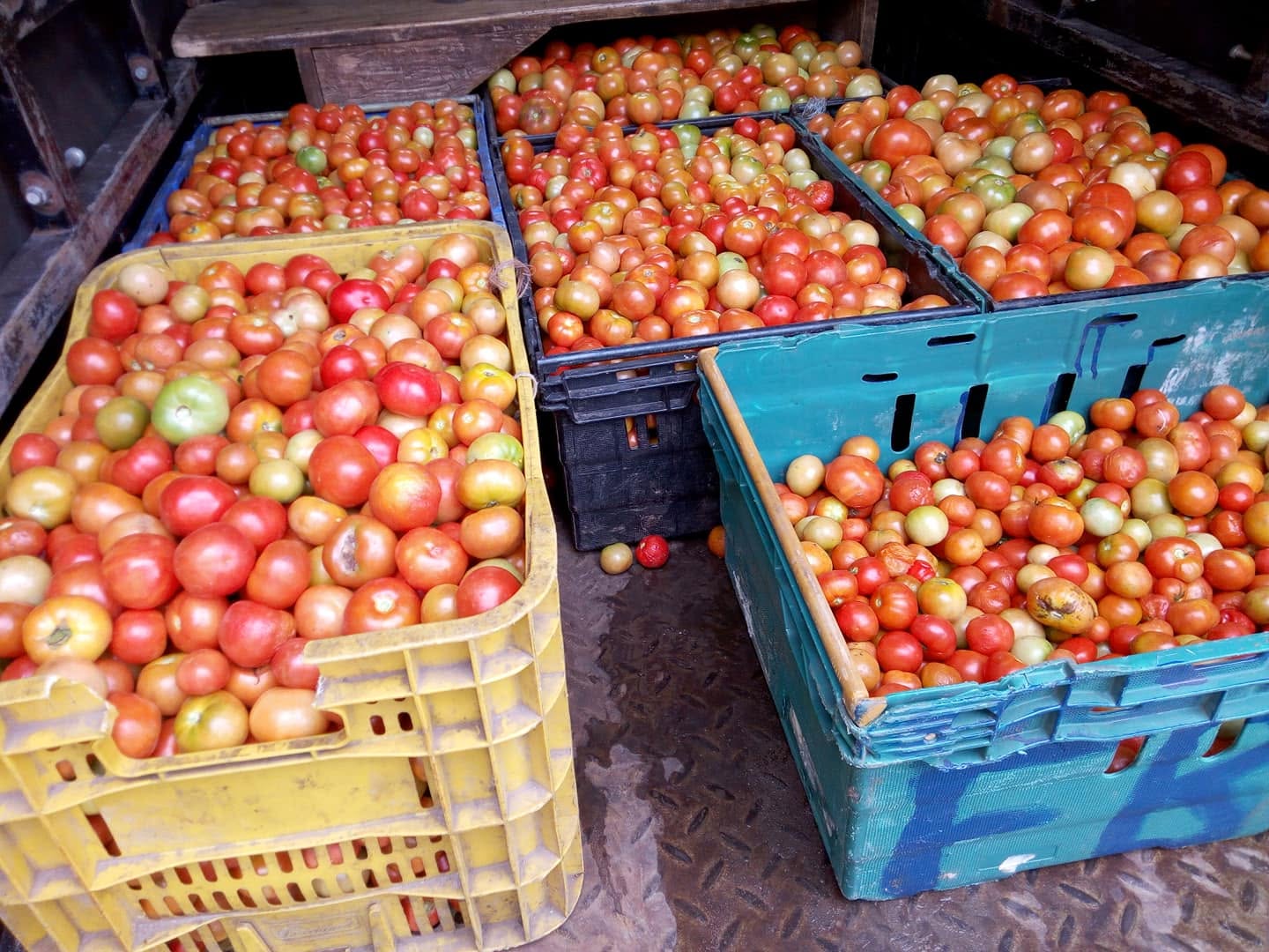 Récolte Tomate à Kinyaya-Friguiagbé