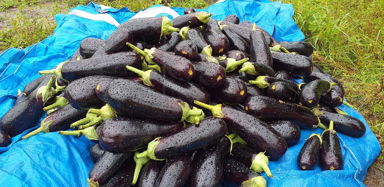 Récolte d'aubergine violette à Kindia