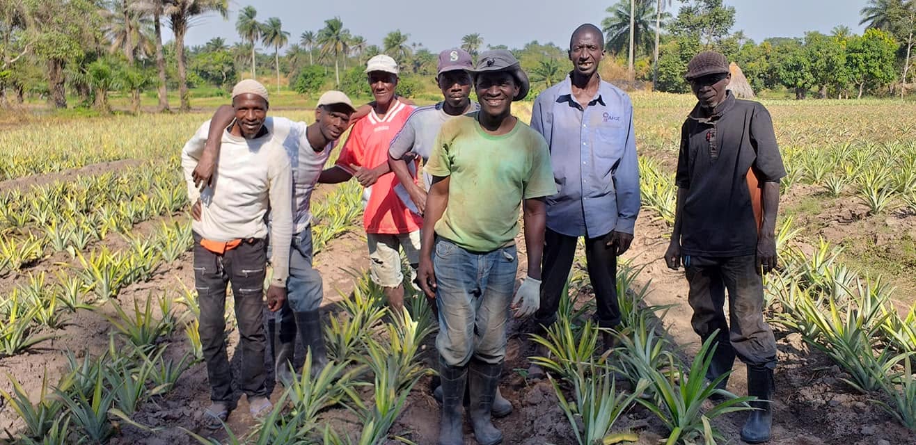 Planting d'ananas à Foulayah