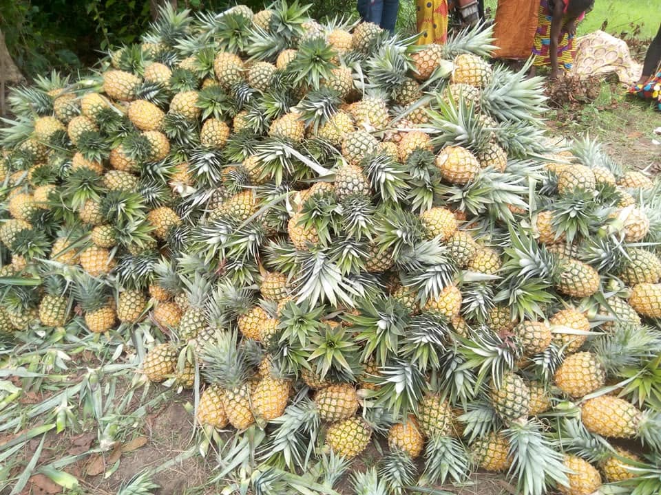 Récolte d'ananas Baronne à Friguiagbé